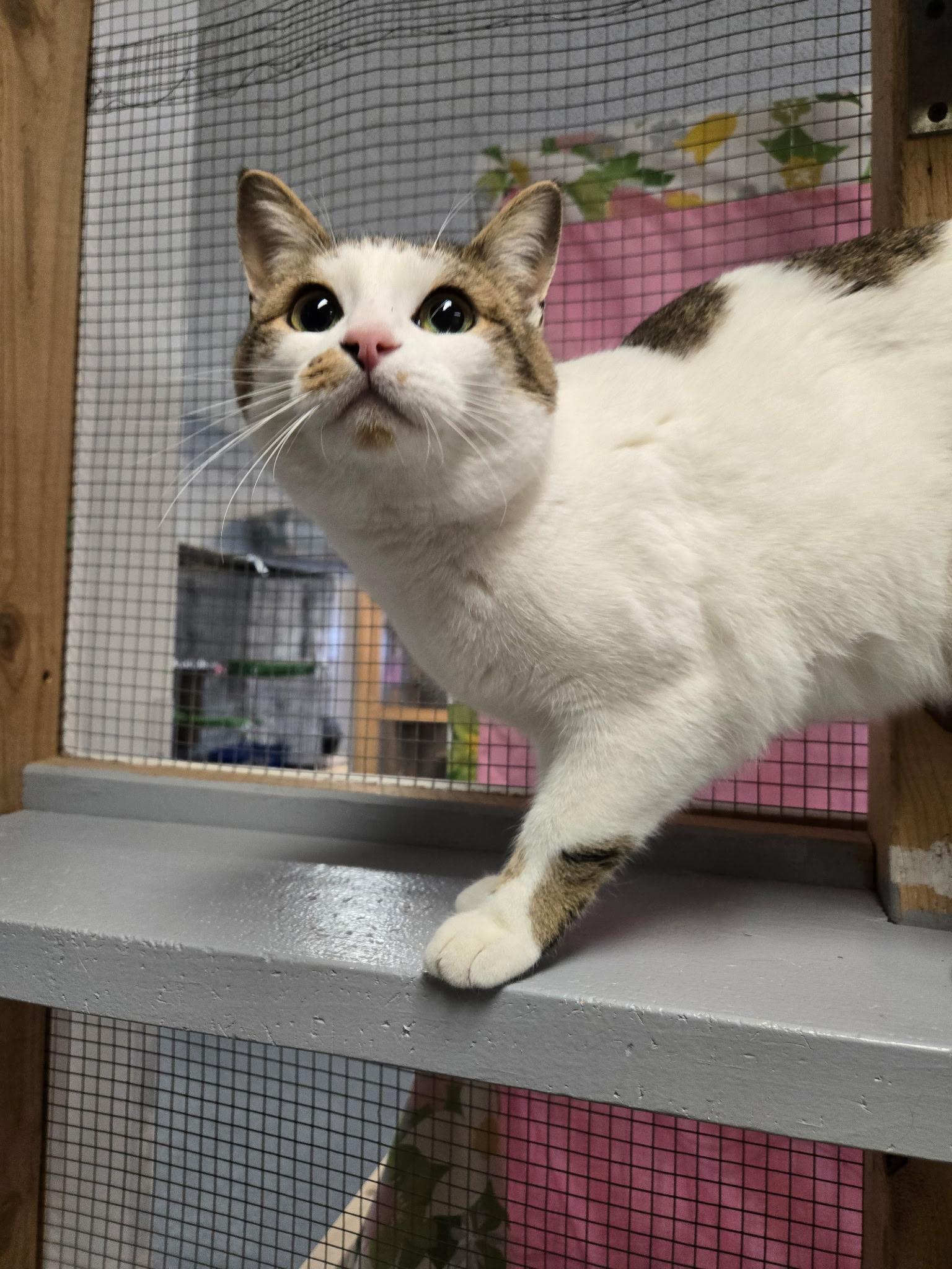 Enlarge Josie, a ADOPTABLE Domestic Short Hair in Chisholm, MN image 5/6