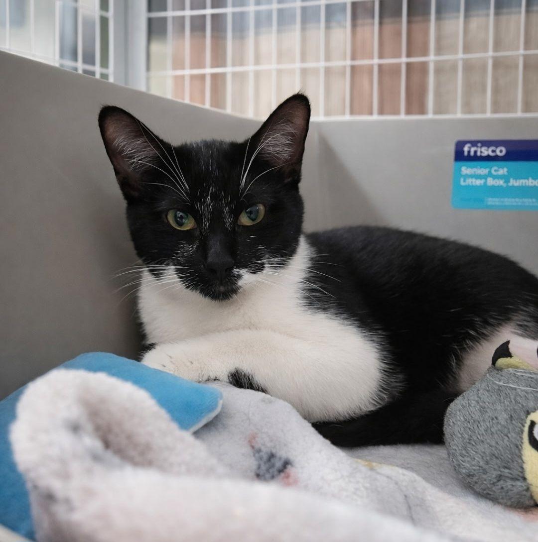 Kiki, adopted, Young Female Domestic Short Hair.