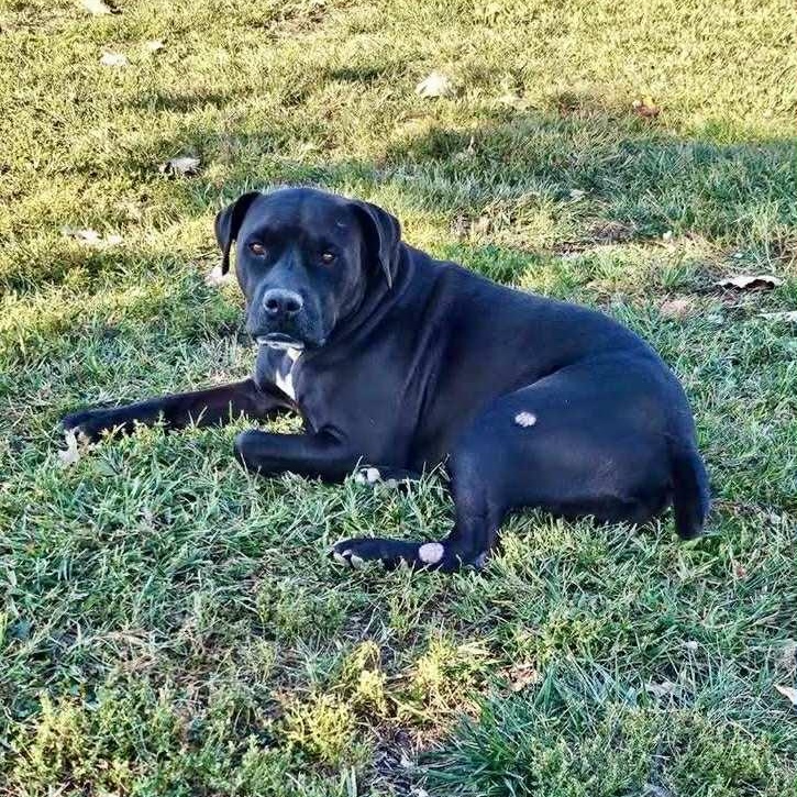 Petey, an adopted mixed breed in Rushville, IL image 1/4