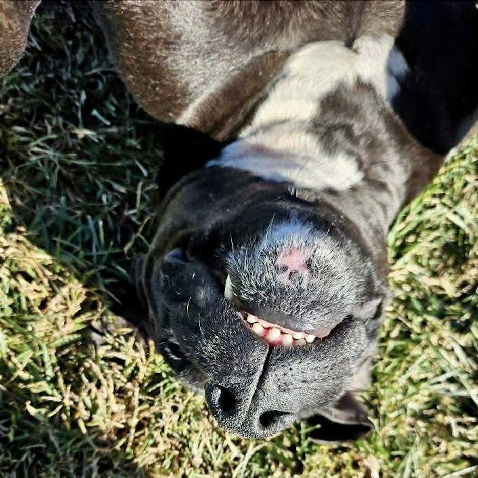 Petey, an adopted mixed breed in Rushville, IL image 2/4