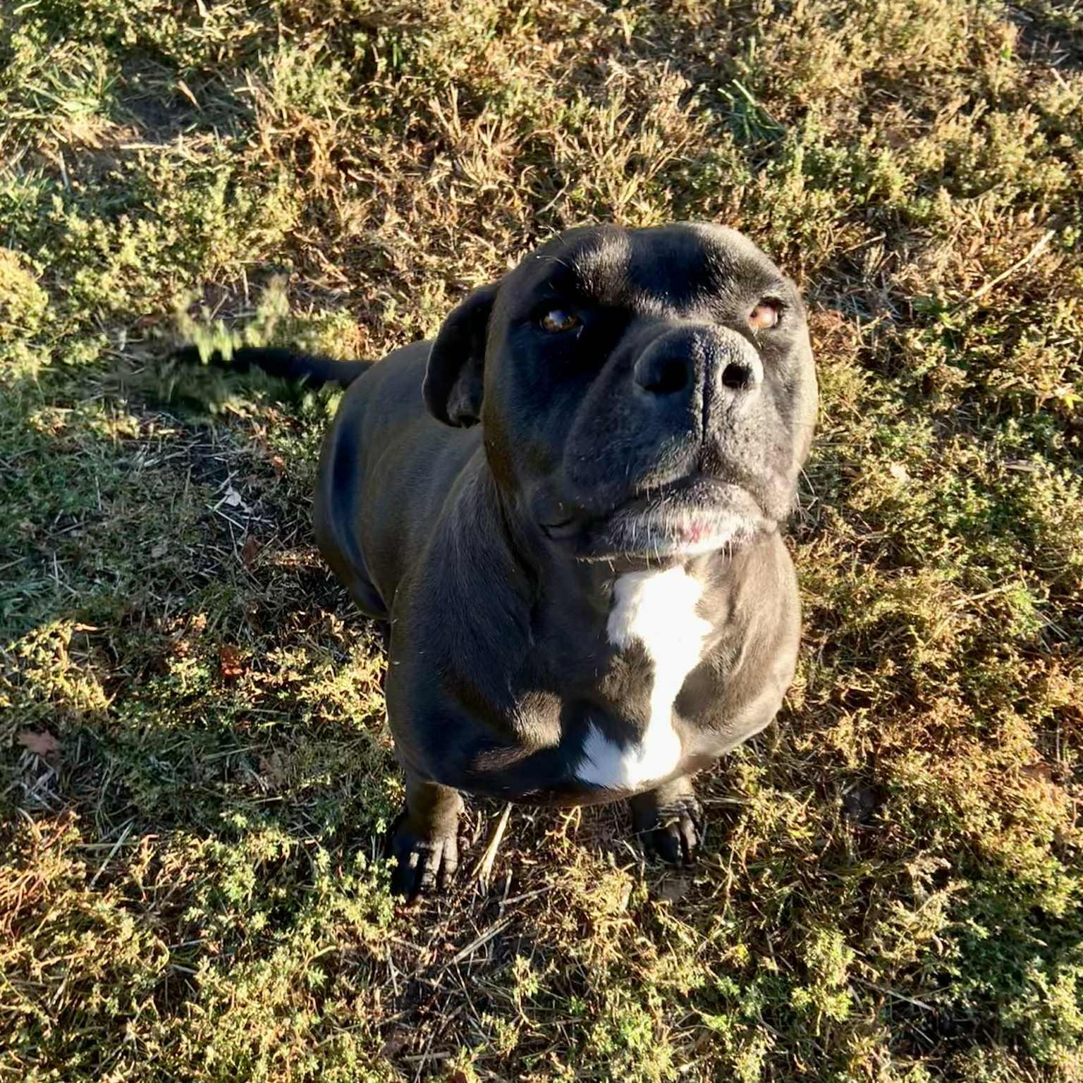 Petey, an adopted mixed breed in Rushville, IL image 3/4