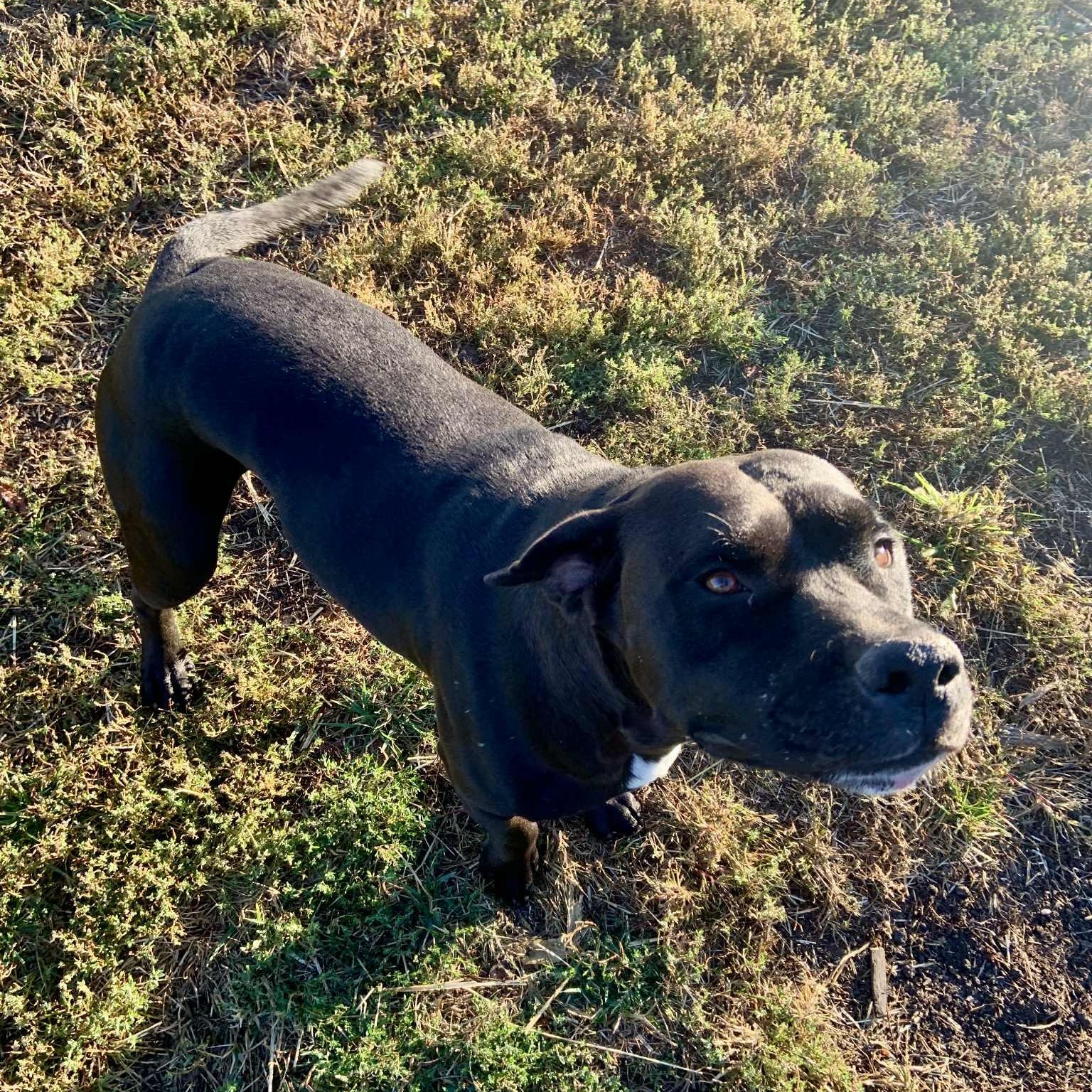 Petey, an adopted mixed breed in Rushville, IL image 4/4