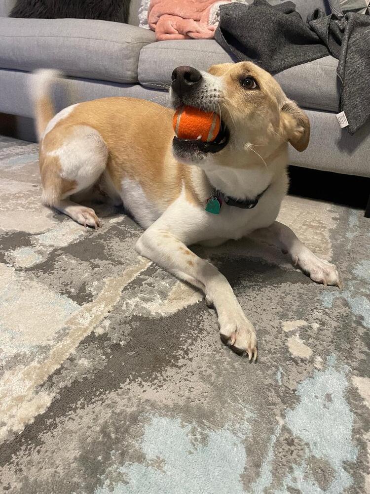 Jack - fostered in Lincoln NE, Adoptable, Adult Male Great Pyrenees & Hound.