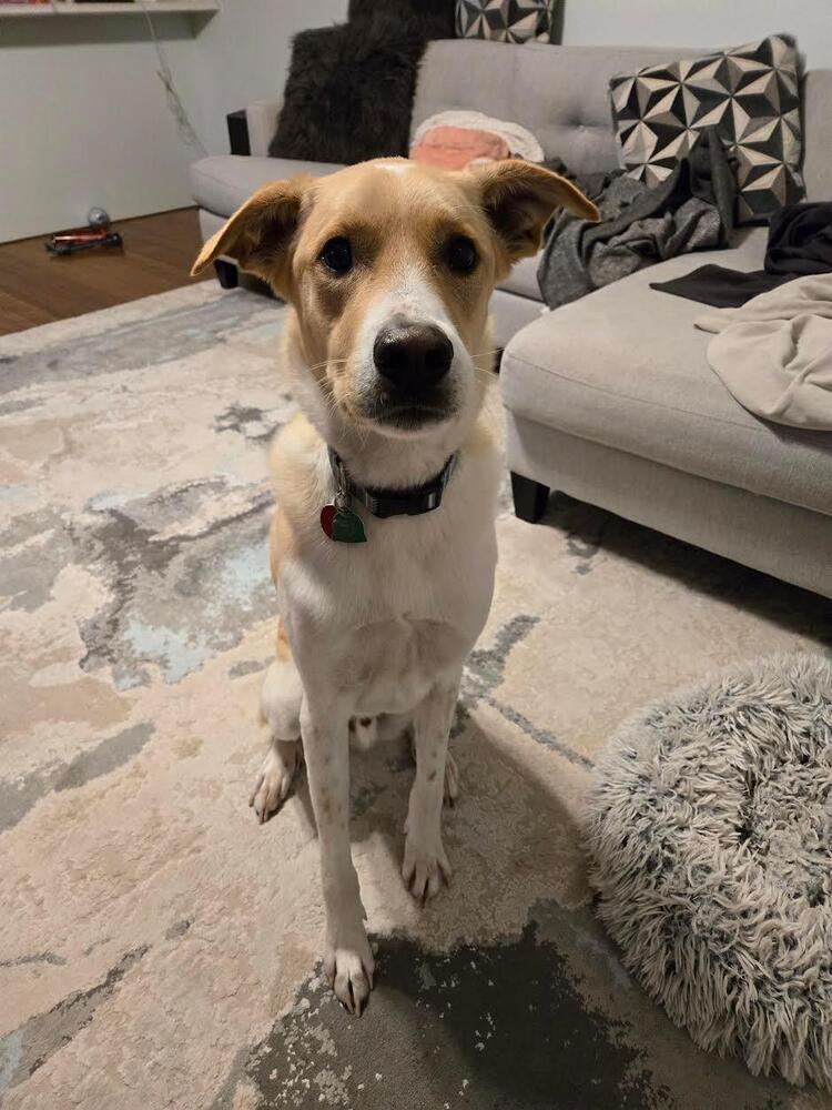 Enlarge Jack - fostered in Lincoln NE, a Adoptable mixed breed in Shawnee Mission, KS image 2/6