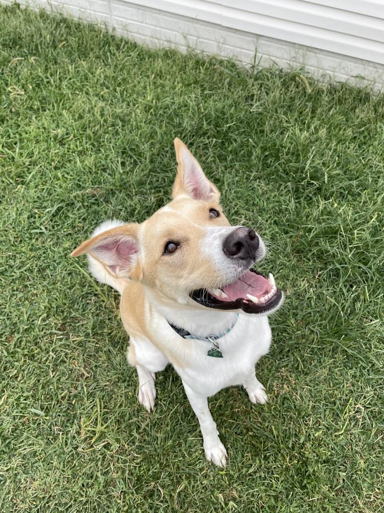 Enlarge Jack - fostered in Lincoln NE, a Adoptable mixed breed in Shawnee Mission, KS image 3/6