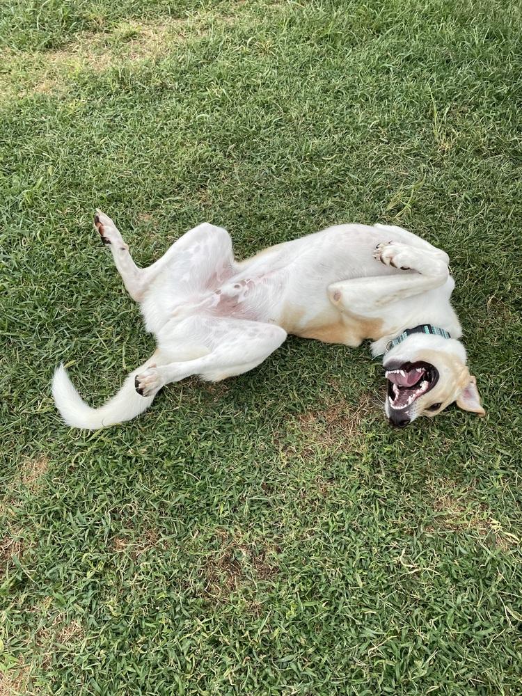 Enlarge Jack - fostered in Lincoln NE, a Adoptable mixed breed in Shawnee Mission, KS image 4/6