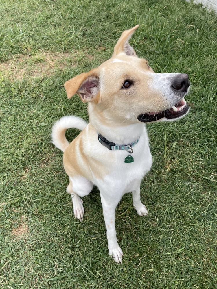 Enlarge Jack - fostered in Lincoln NE, a Adoptable mixed breed in Shawnee Mission, KS image 5/6