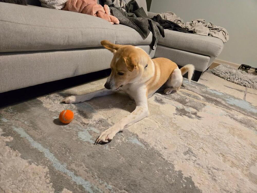 Enlarge Jack - fostered in Lincoln NE, a Adoptable mixed breed in Shawnee Mission, KS image 6/6