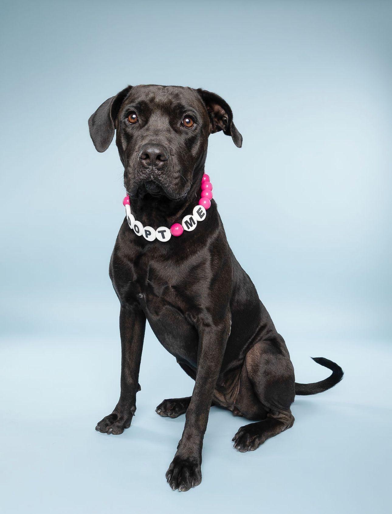 Enlarge Nina, a Adoptable mixed breed in Tampa, FL image 2/6