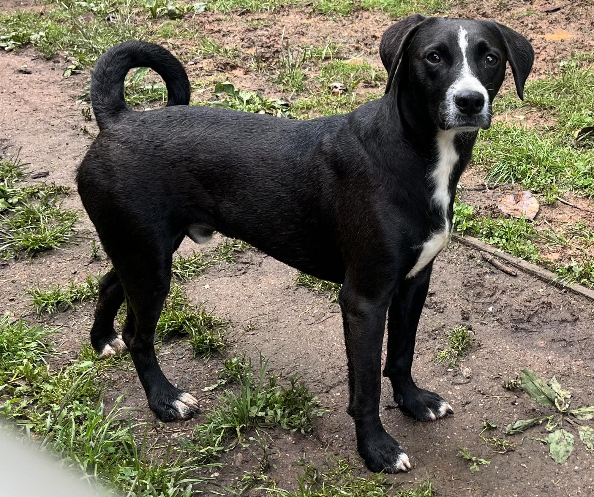 Enlarge Oskar, a Adoptable mixed breed in Marion, NC image 1/6