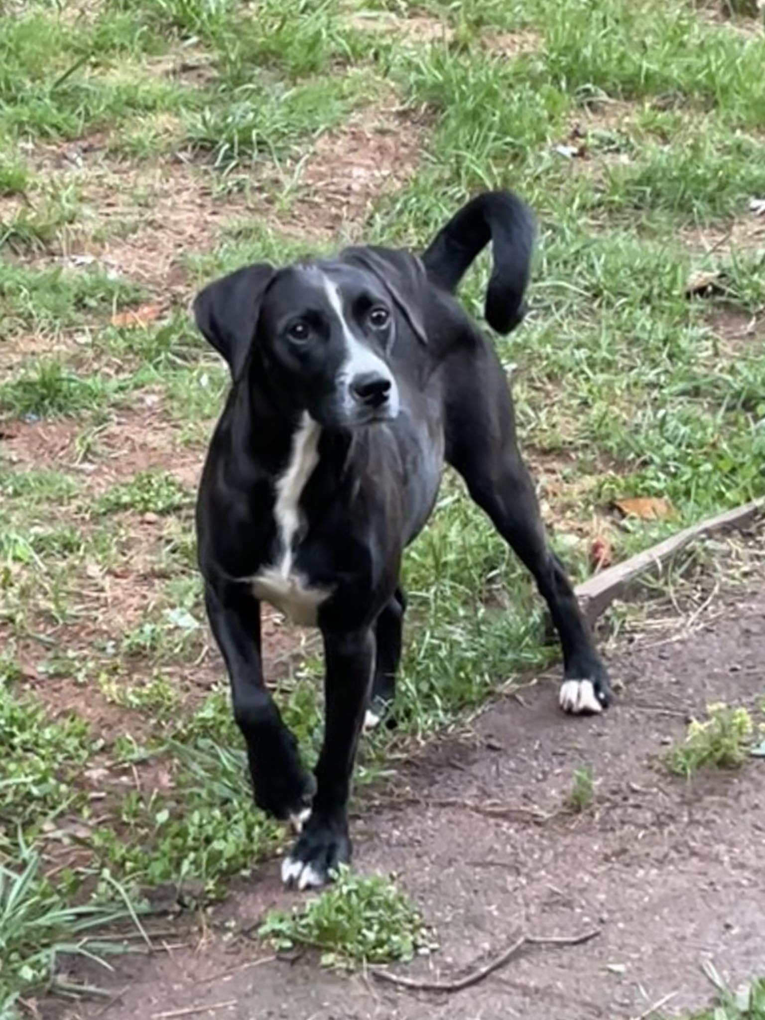 Enlarge Oskar, a Adoptable mixed breed in Marion, NC image 5/6