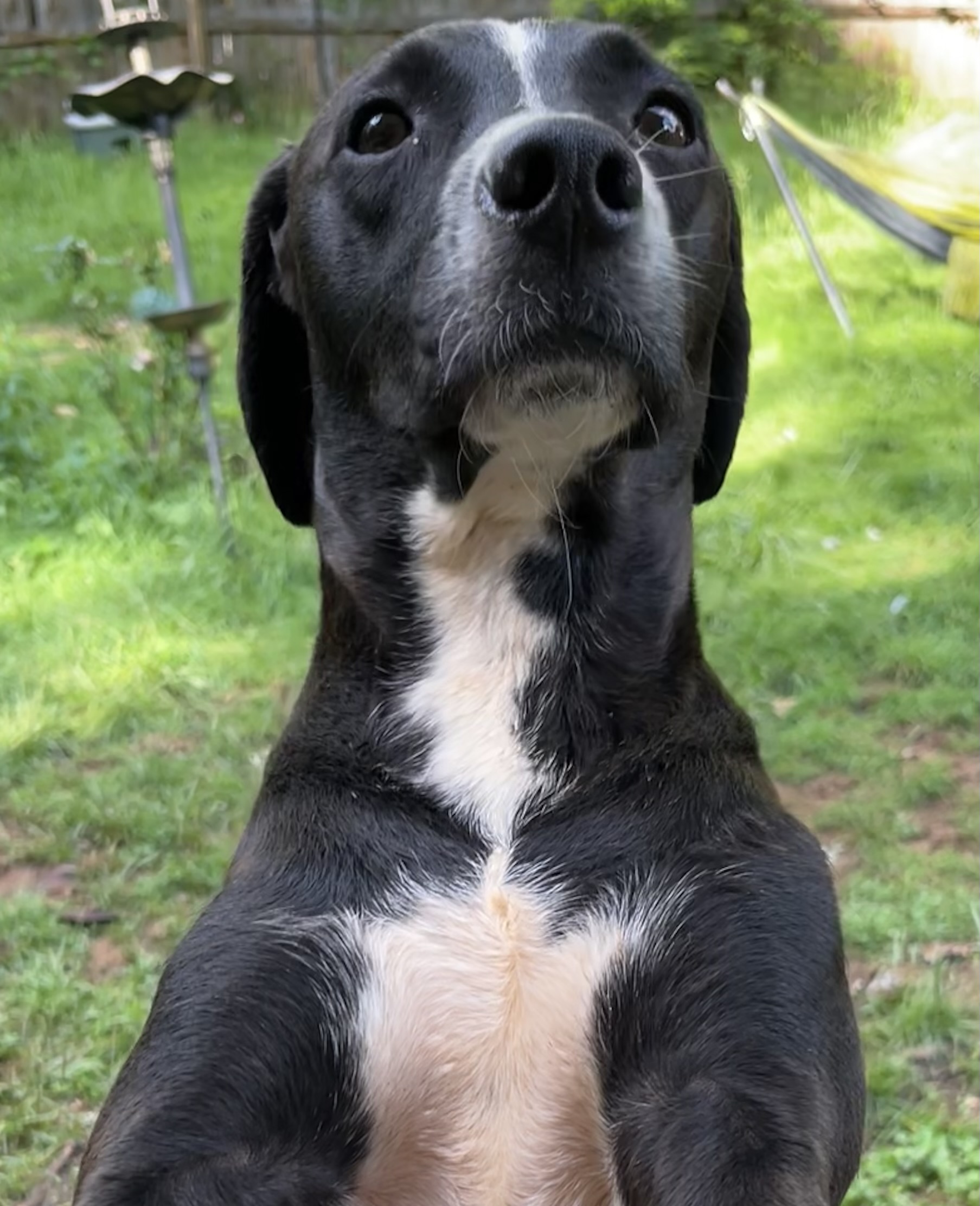 Enlarge Oskar, a Adoptable mixed breed in Marion, NC image 3/6