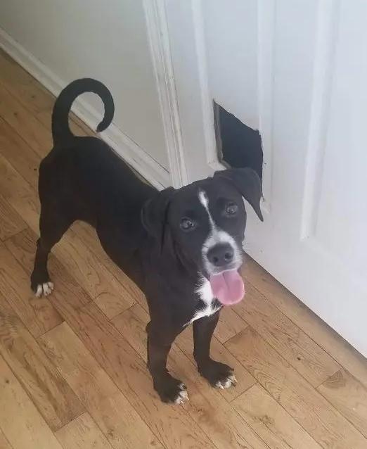 Enlarge Oskar, a Adoptable mixed breed in Marion, NC image 6/6