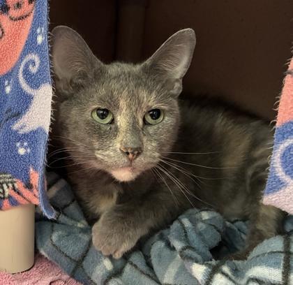 Enlarge Todd, a Adoptable mixed breed in Wheaton, IL image 1/1