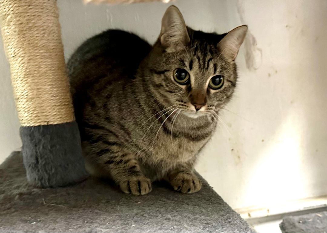 Enlarge Windy, a Adoptable Domestic Short Hair in Midway City, CA image 1/8