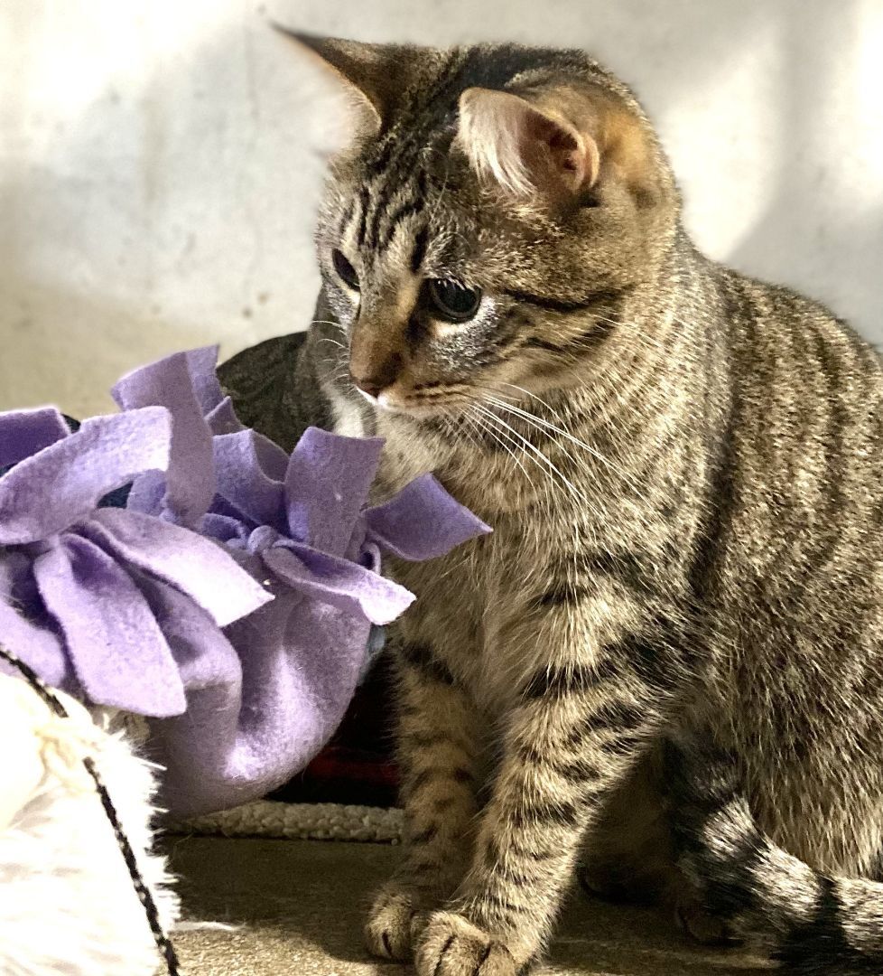 Enlarge Windy, a Adoptable Domestic Short Hair in Midway City, CA image 2/8