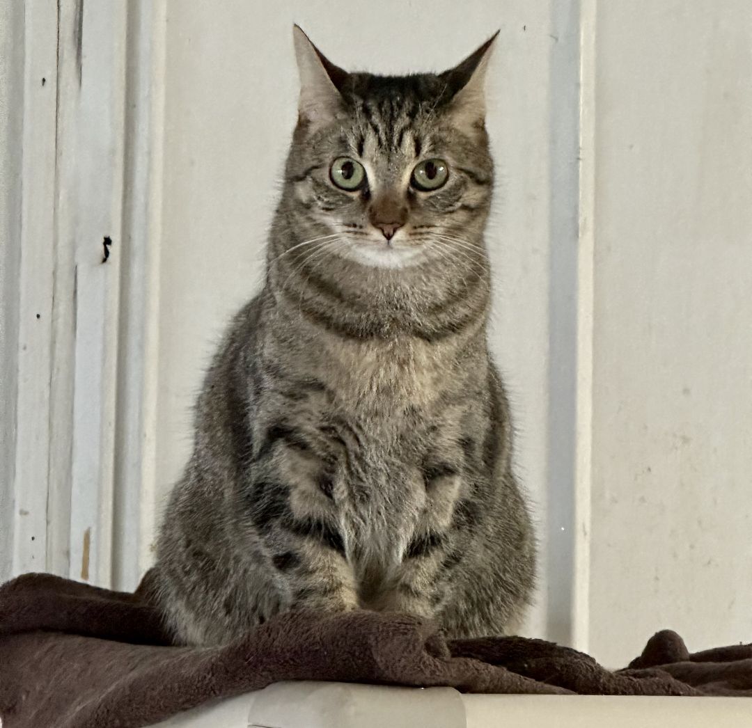 Enlarge Windy, a Adoptable Domestic Short Hair in Midway City, CA image 3/8