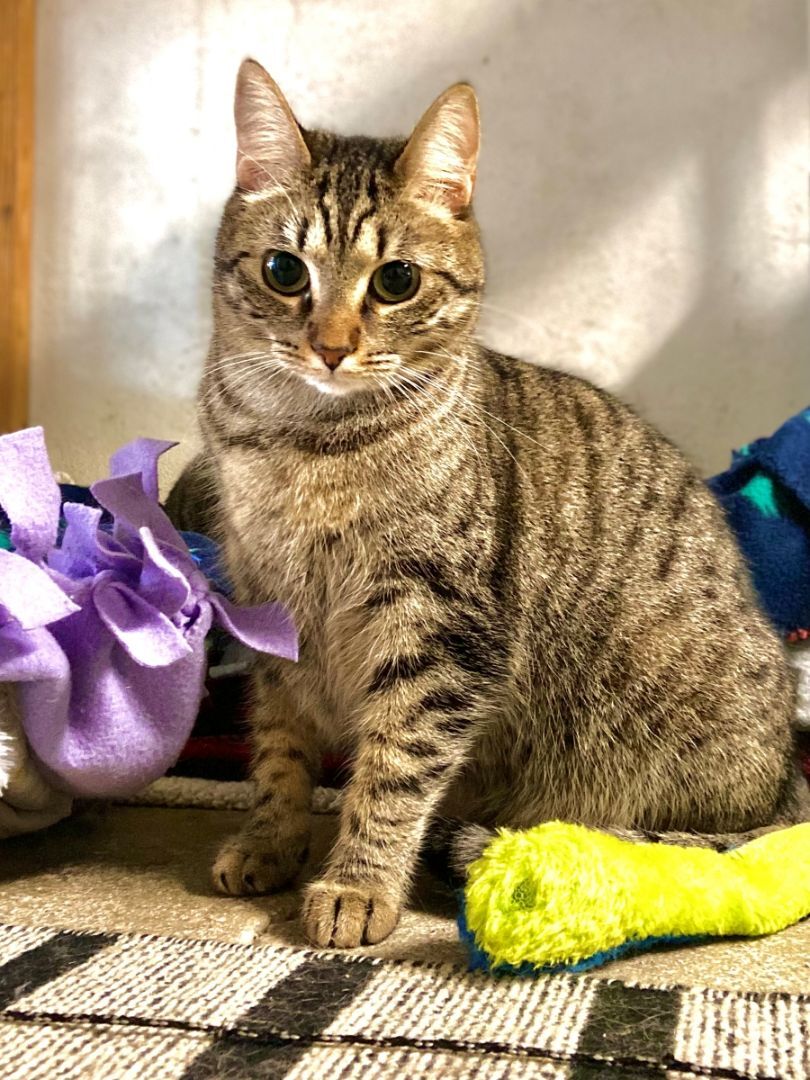 Enlarge Windy, a Adoptable Domestic Short Hair in Midway City, CA image 4/8