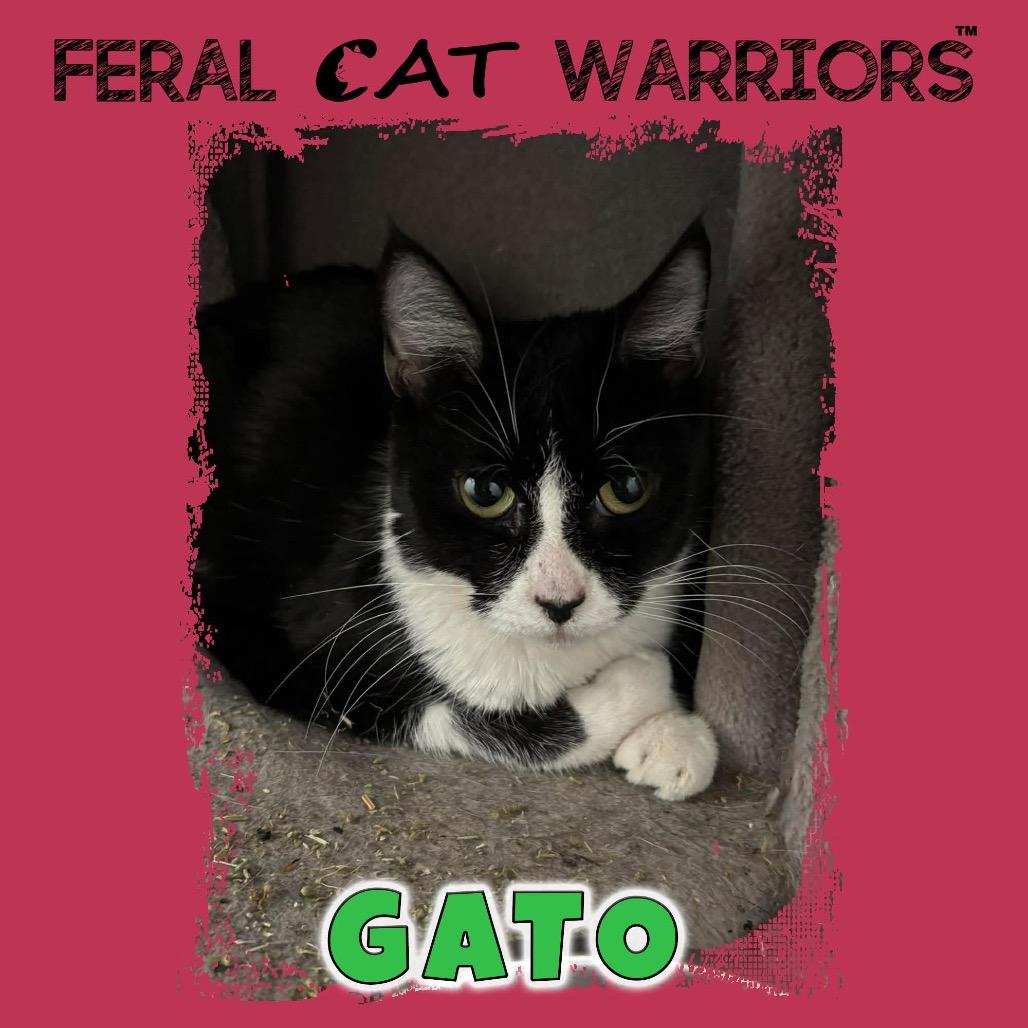 Enlarge Gato, a Adoptable Domestic Short Hair in Kingman, AZ image 1/1