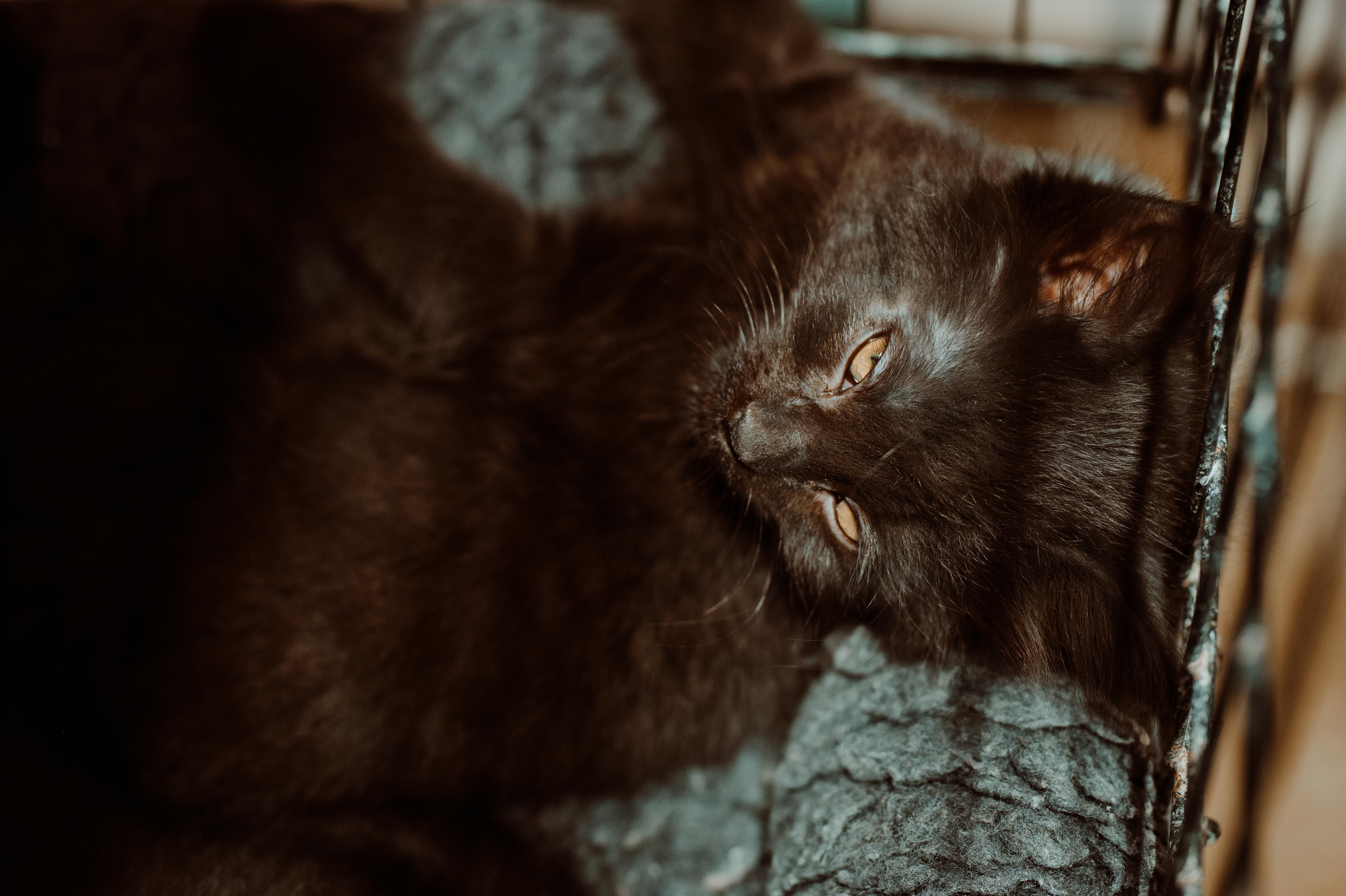 Enlarge Oscar de larenta (Red Collar), an adopted Domestic Long Hair in Le Mars, IA image 1/1