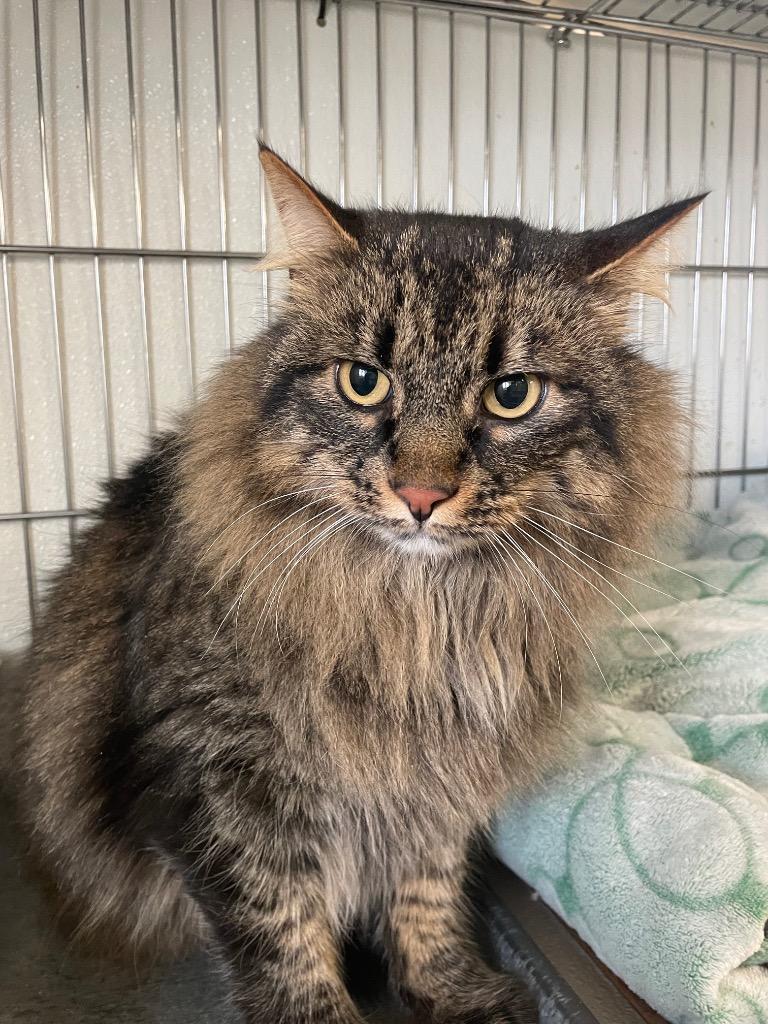 Harry, Adoptable, Adult Male Domestic Long Hair.