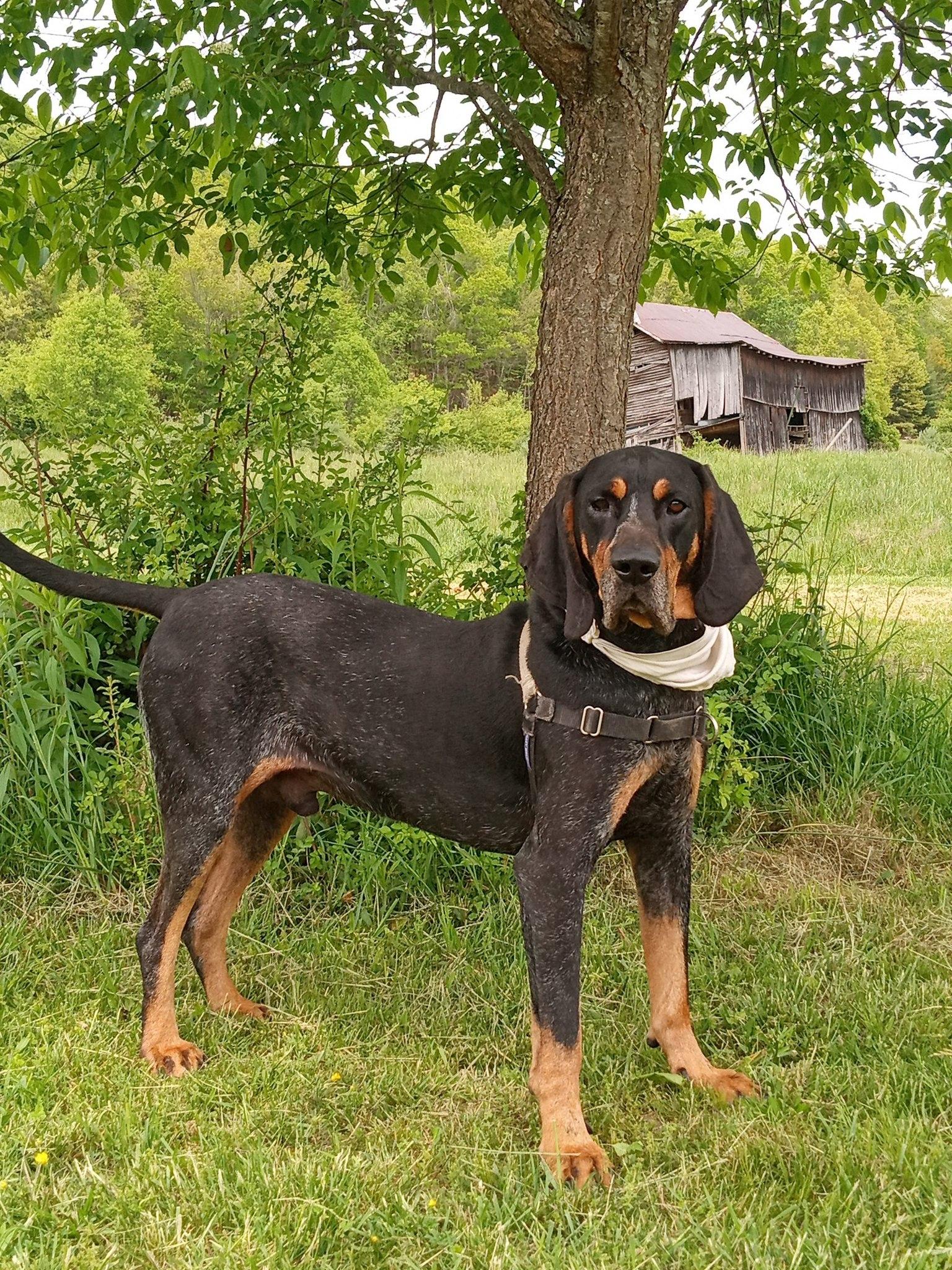 Frank, Adult Male unknown