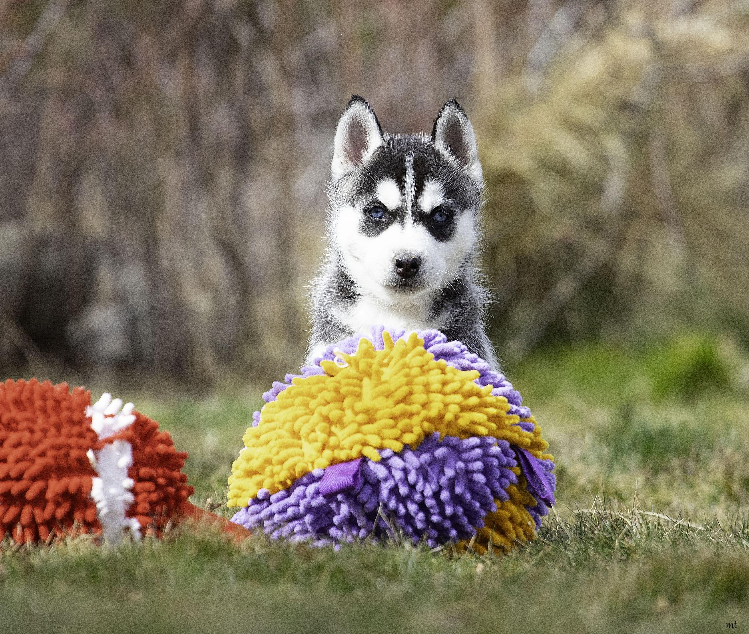 Aspen, Adoptable, Puppy Female Husky.