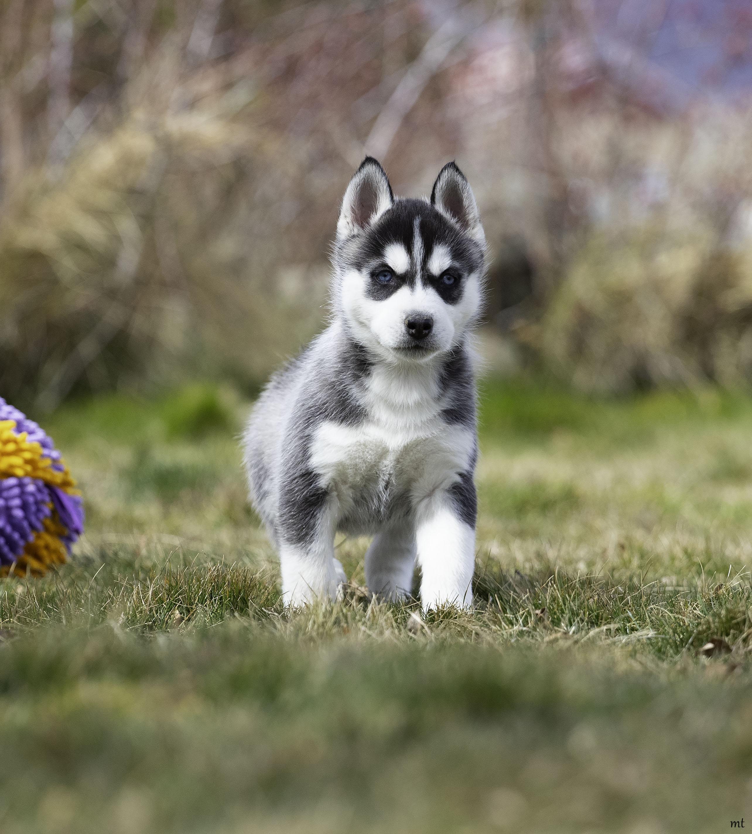 Enlarge Aspen, a Adoptable Husky in Washoe Valley, NV image 2/3