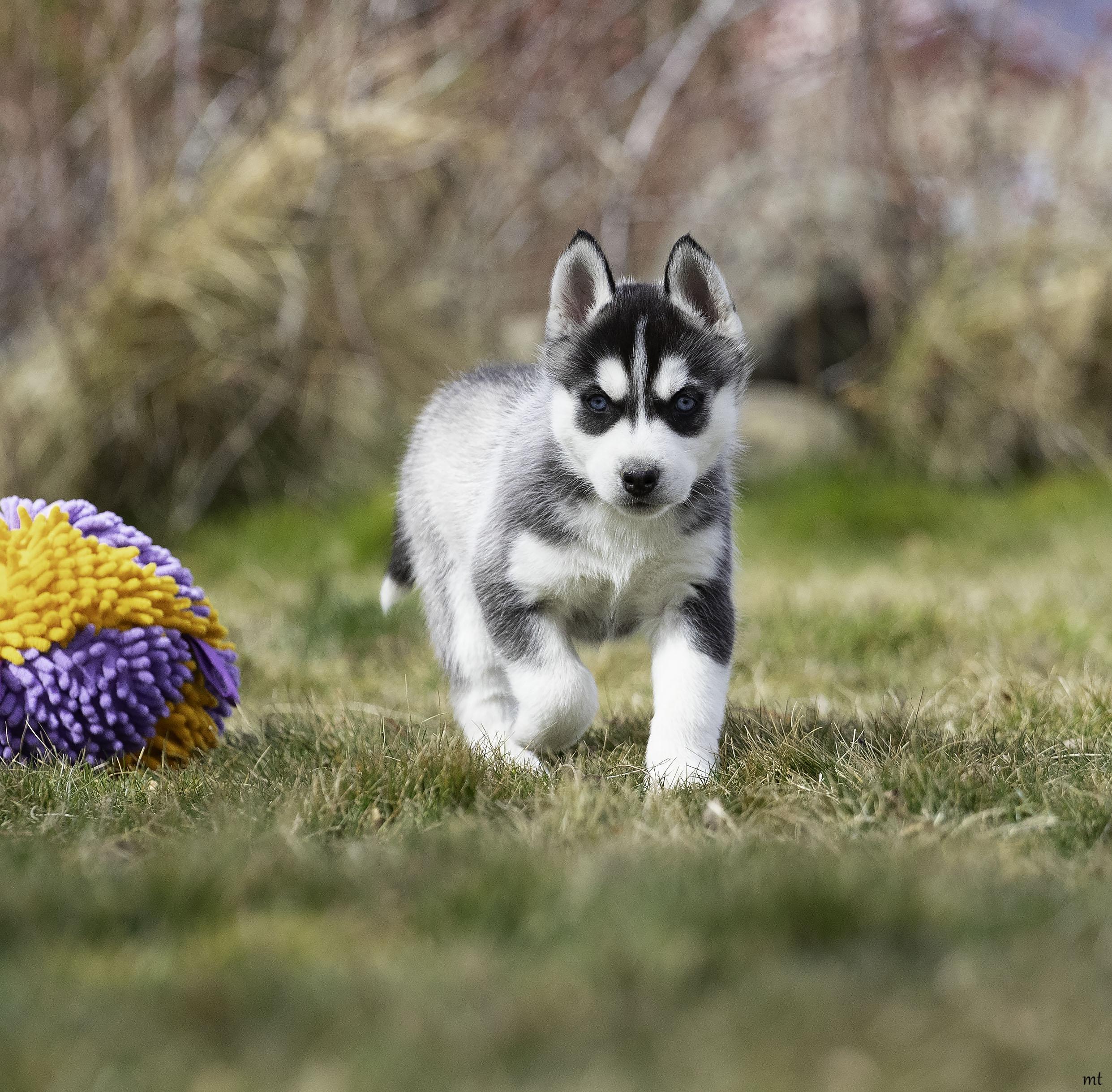 Enlarge Aspen, a Adoptable Husky in Washoe Valley, NV image 3/3