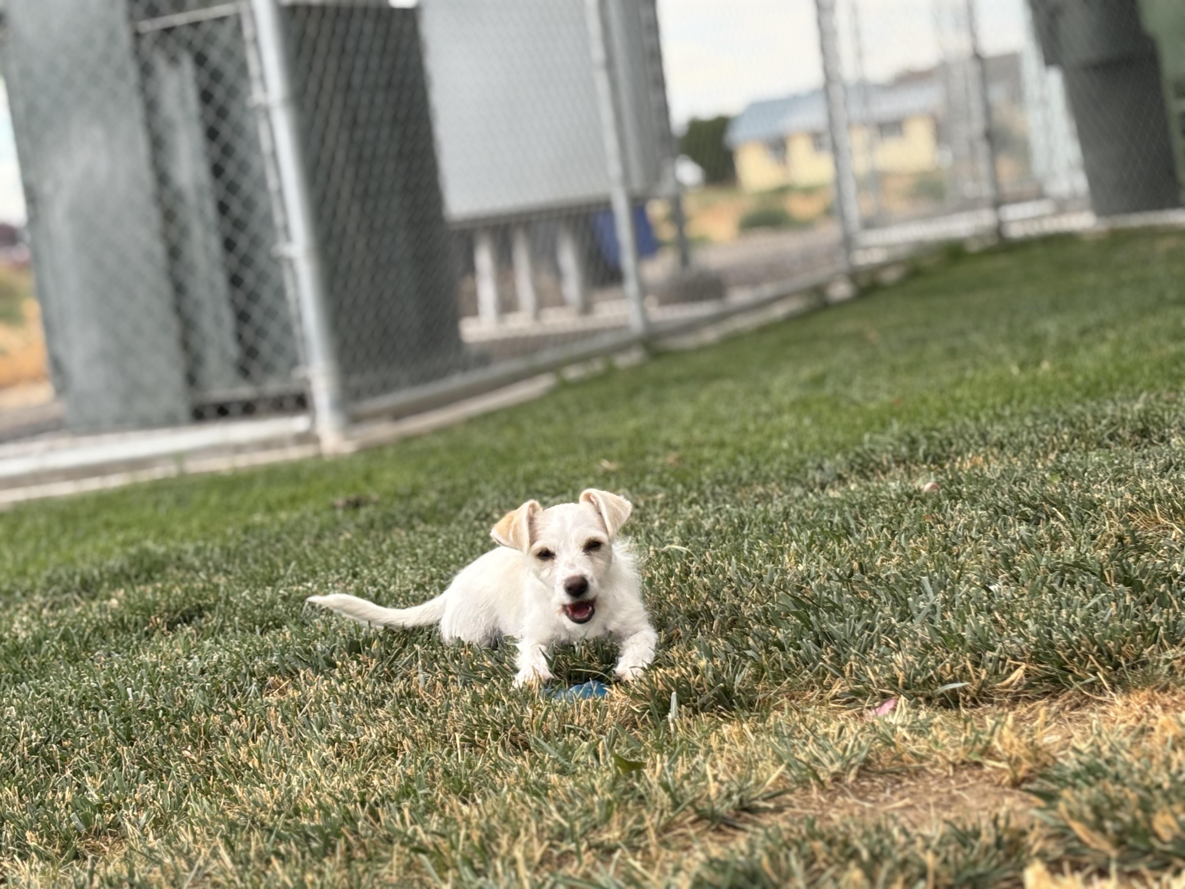 Enlarge Frosty, an adopted mixed breed in Quincy, WA image 3/3