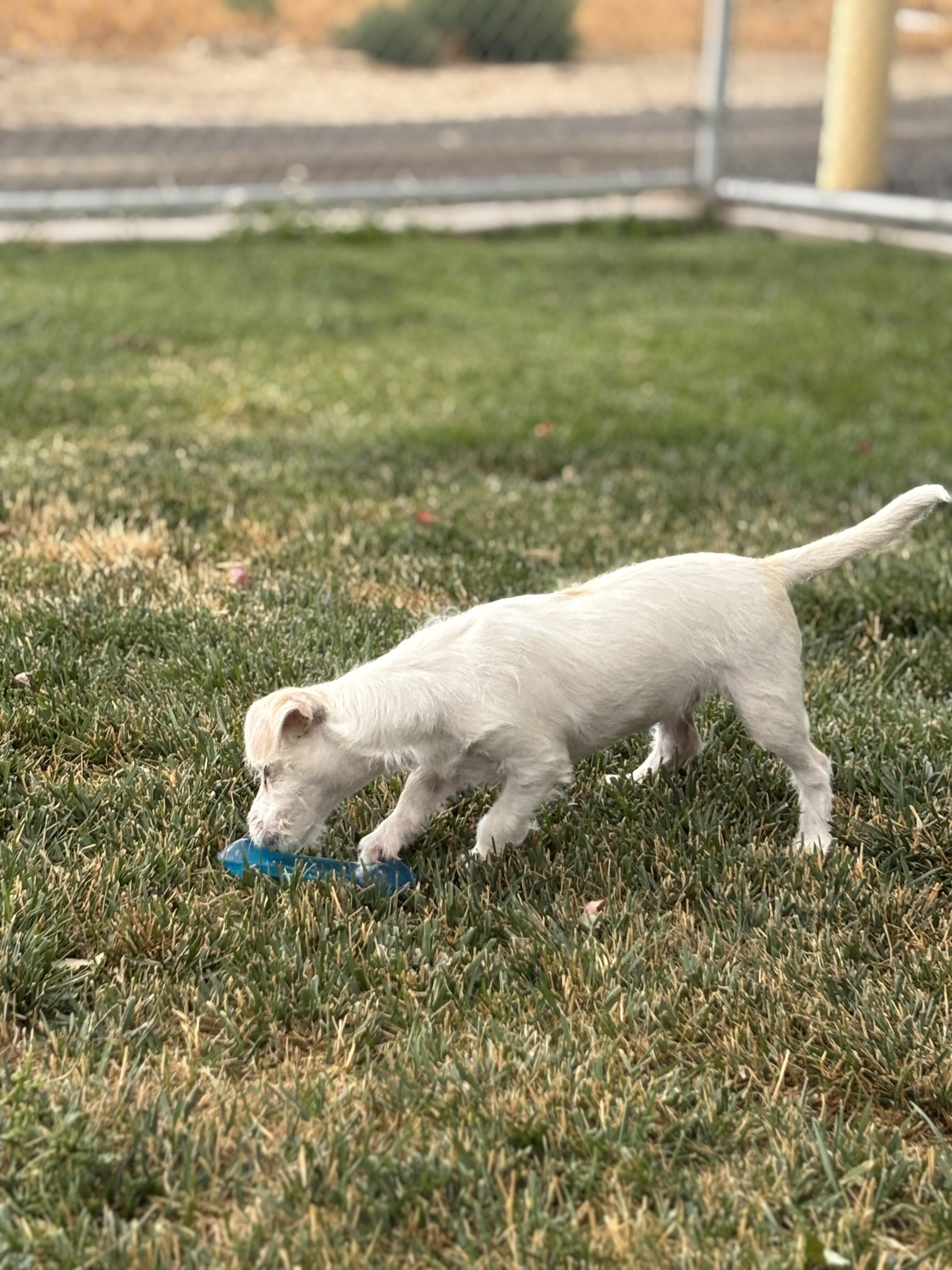 Enlarge Frosty, an adopted mixed breed in Quincy, WA image 2/3
