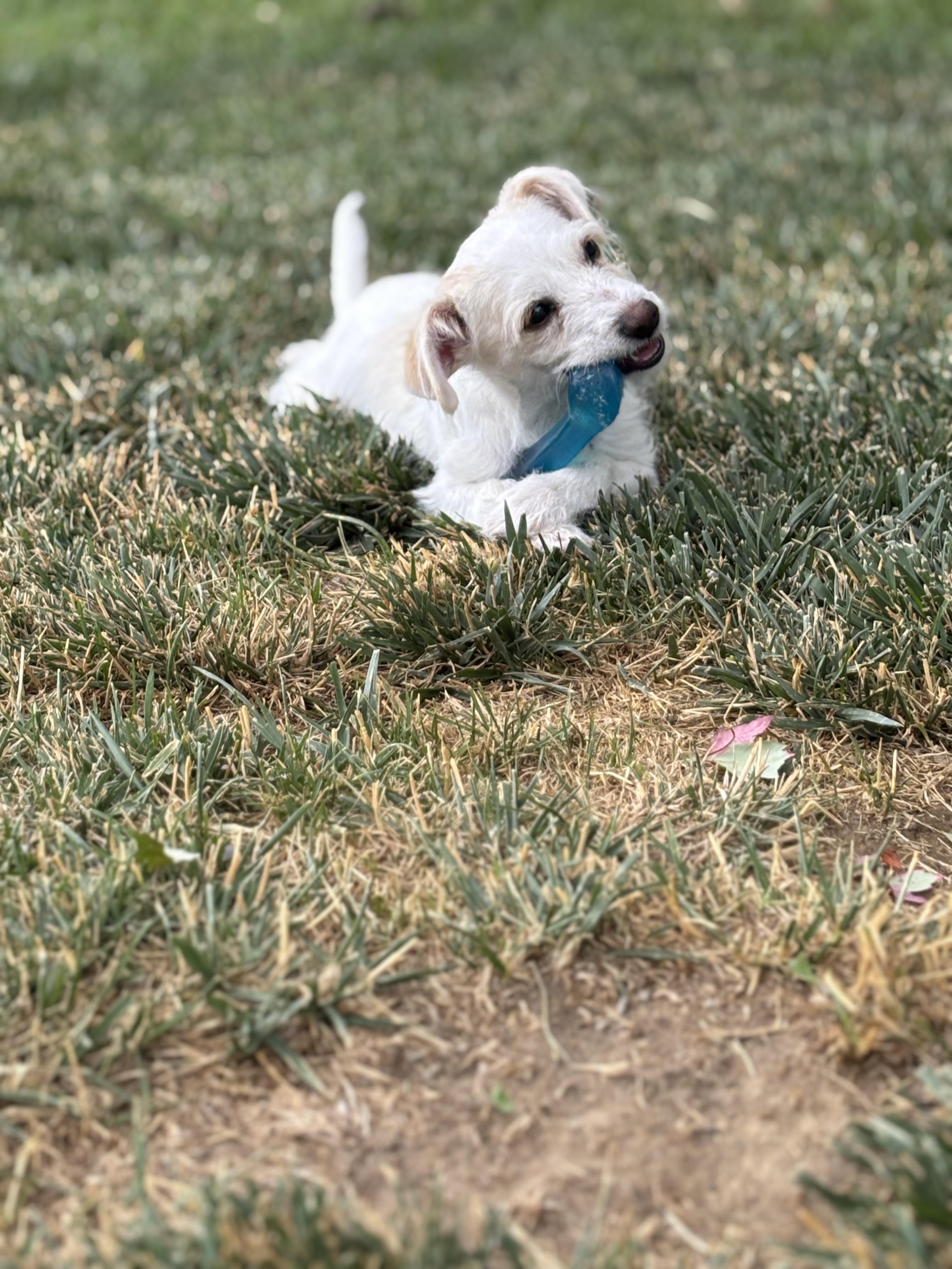 Frosty, adopted, Young Male Terrier.