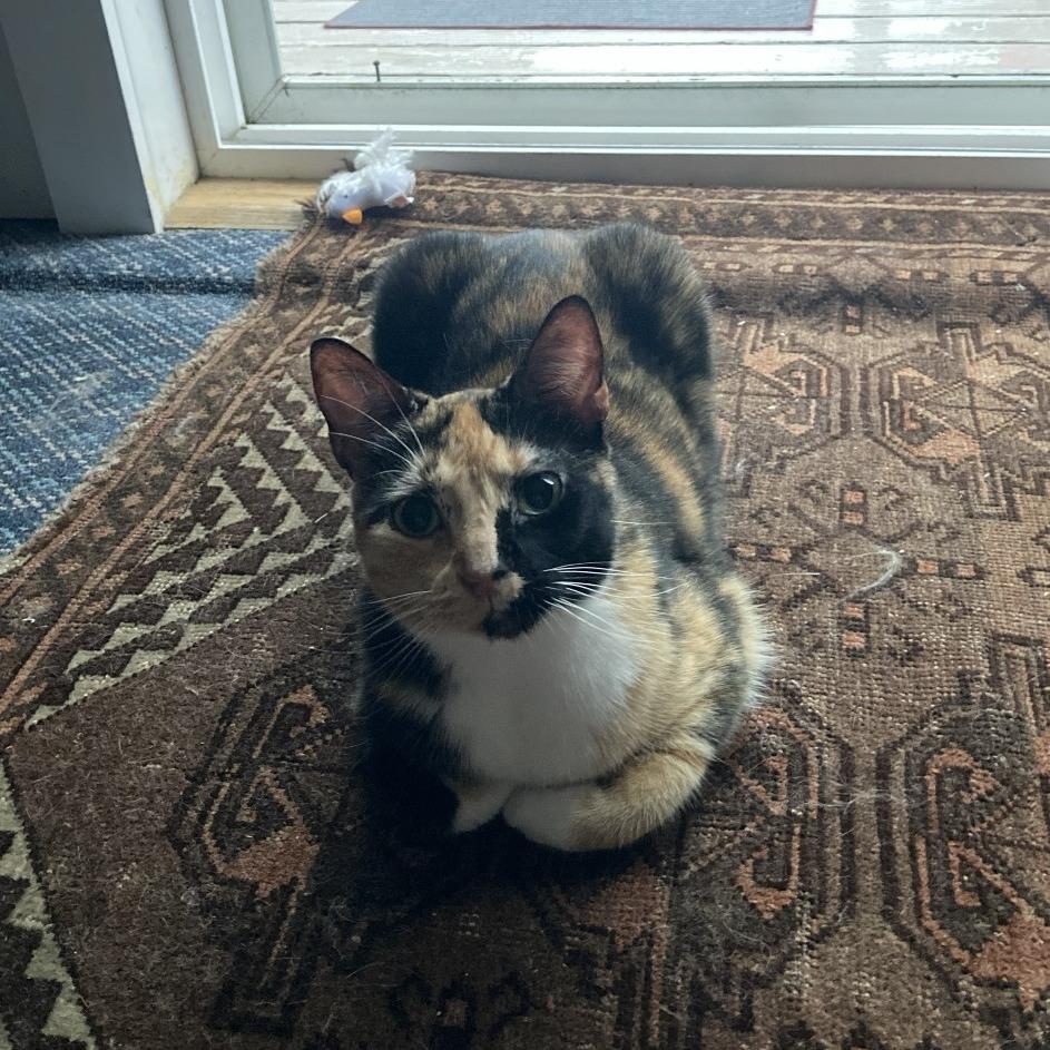 Lilith - Available from Foster, Adoptable, Adult Female Domestic Short Hair.
