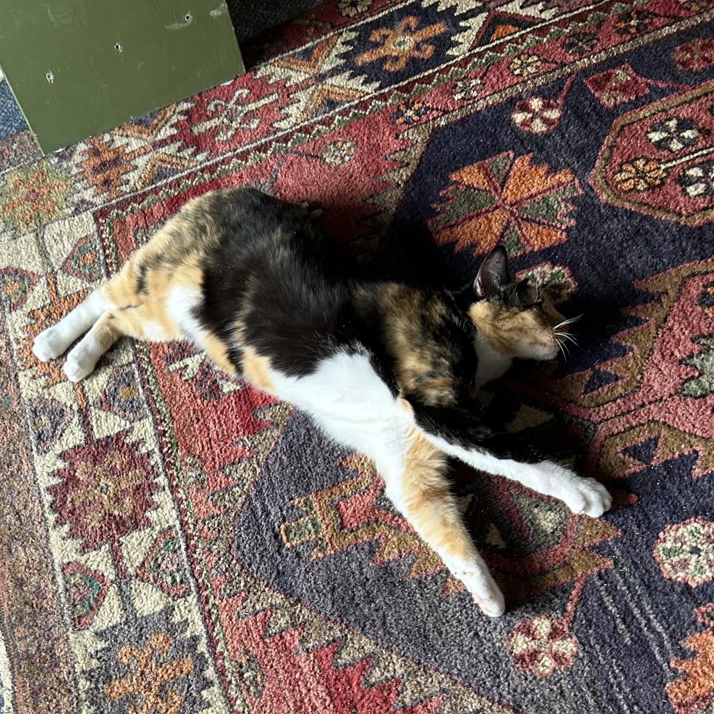 Enlarge Lilith - Available from Foster, a Adoptable Domestic Short Hair in South Burlington, VT image 2/6