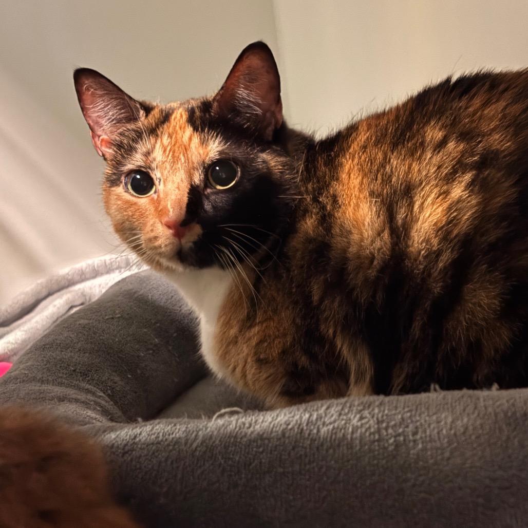 Enlarge Lilith - Available from Foster, a Adoptable Domestic Short Hair in South Burlington, VT image 3/6