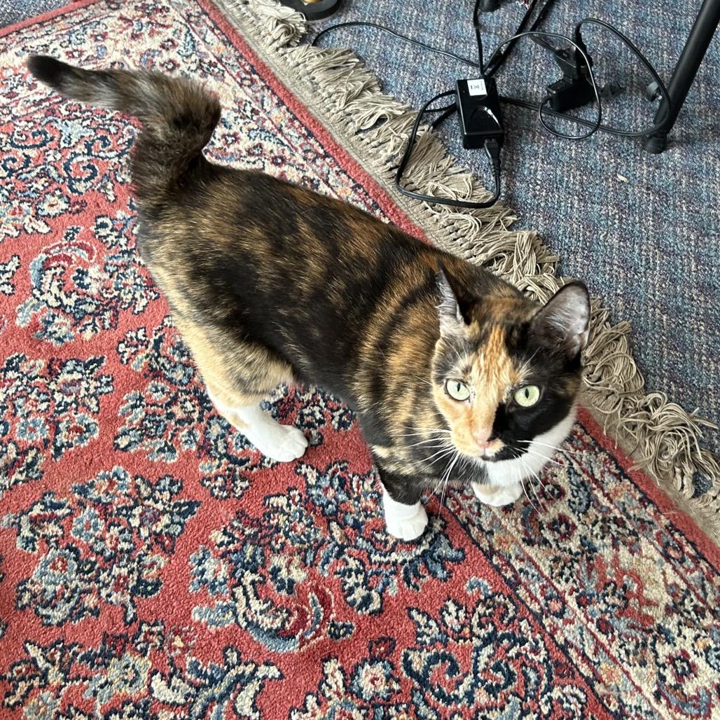 Enlarge Lilith - Available from Foster, a Adoptable Domestic Short Hair in South Burlington, VT image 4/6