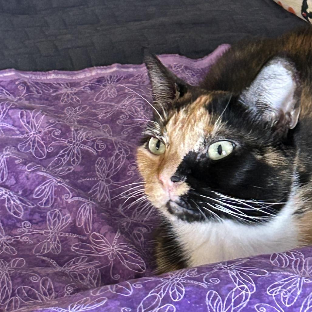 Enlarge Lilith - Available from Foster, a Adoptable Domestic Short Hair in South Burlington, VT image 5/6