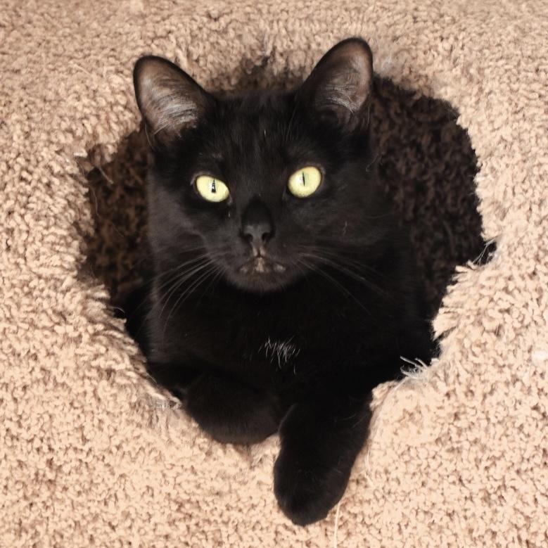 Violet, a Adoptable Domestic Short Hair in Chicago, IL image 1/3