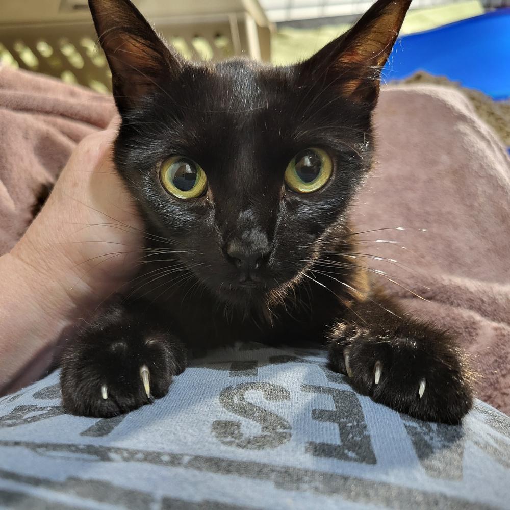 Violet, a Adoptable Domestic Short Hair in Chicago, IL image 2/3