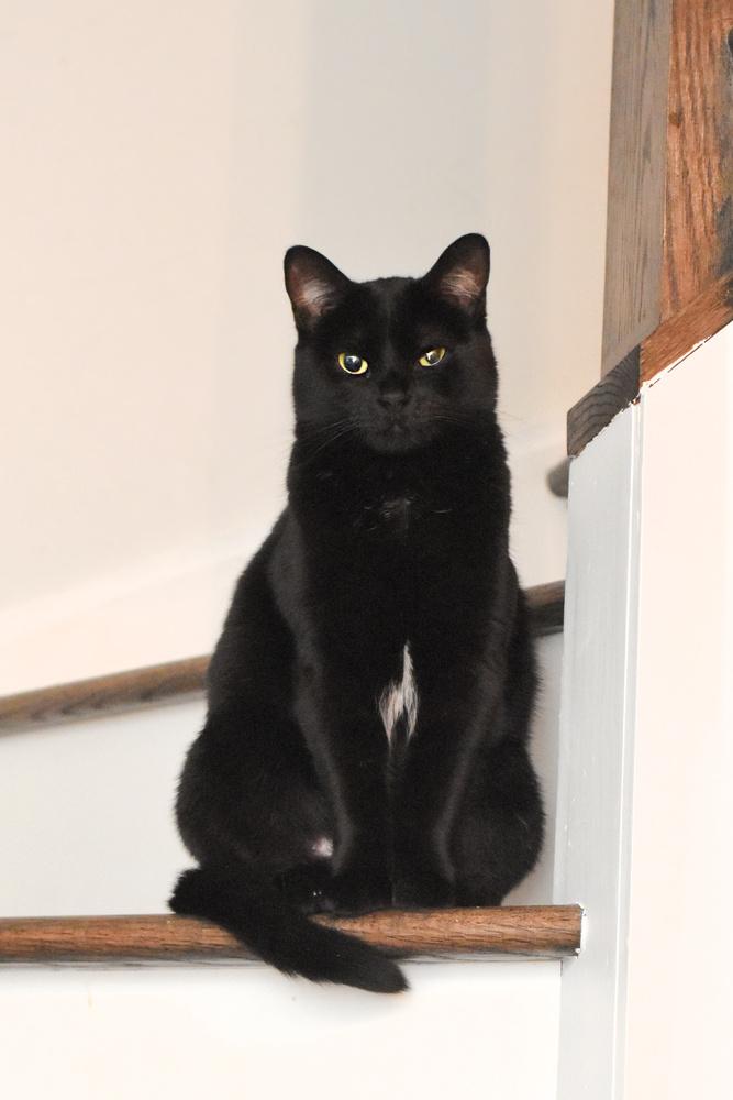 Violet, a Adoptable Domestic Short Hair in Chicago, IL image 3/3