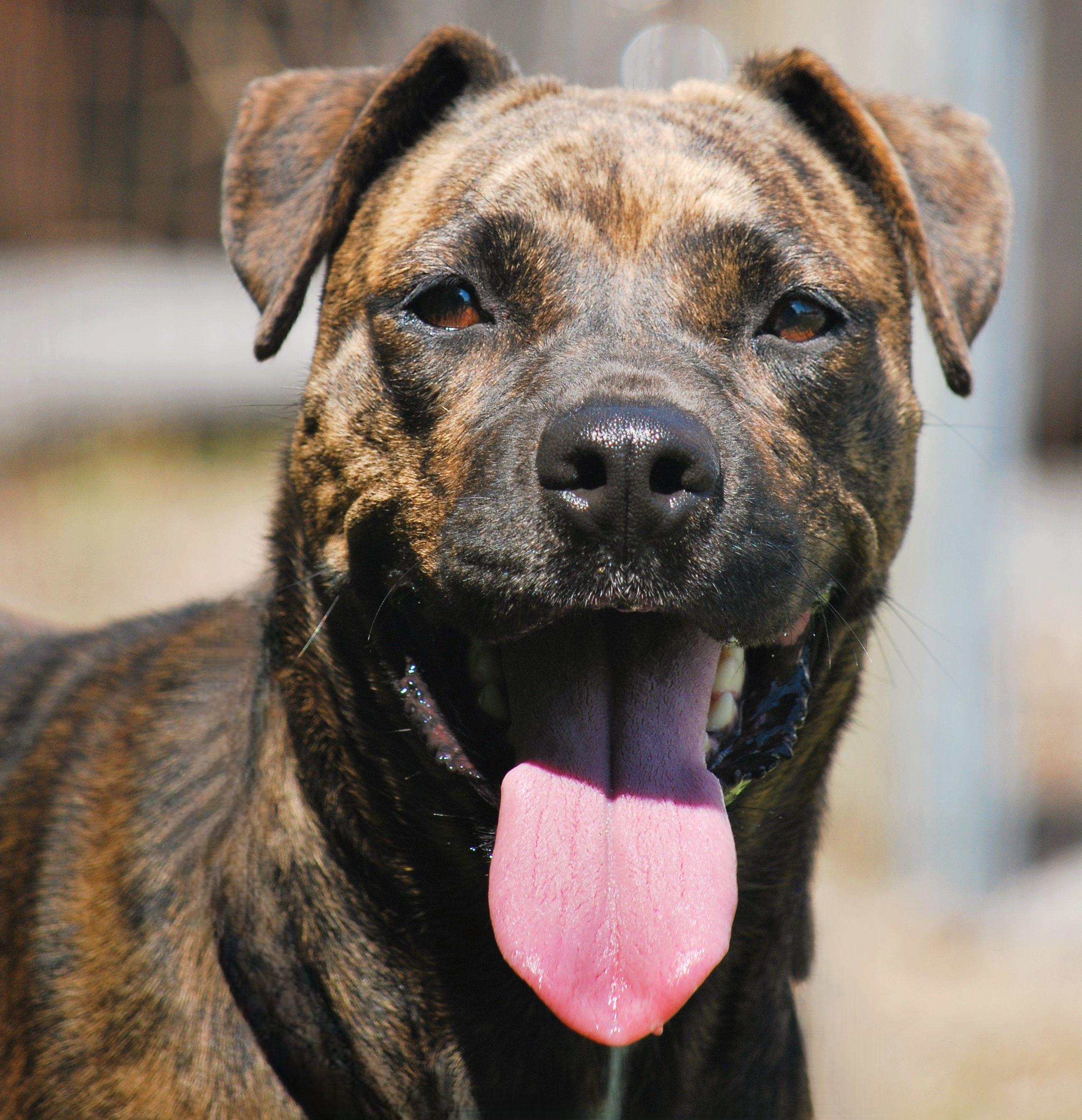 Darla, Adoptable, Adult Female Mountain Cur.