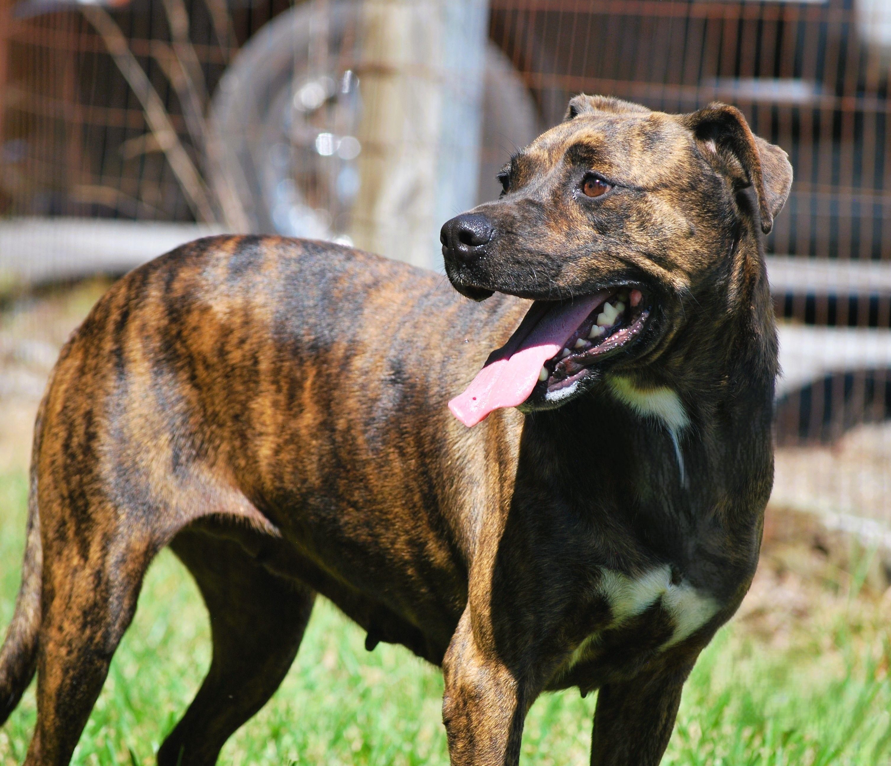 Darla, a Adoptable mixed breed in manchester, TN image 2/4