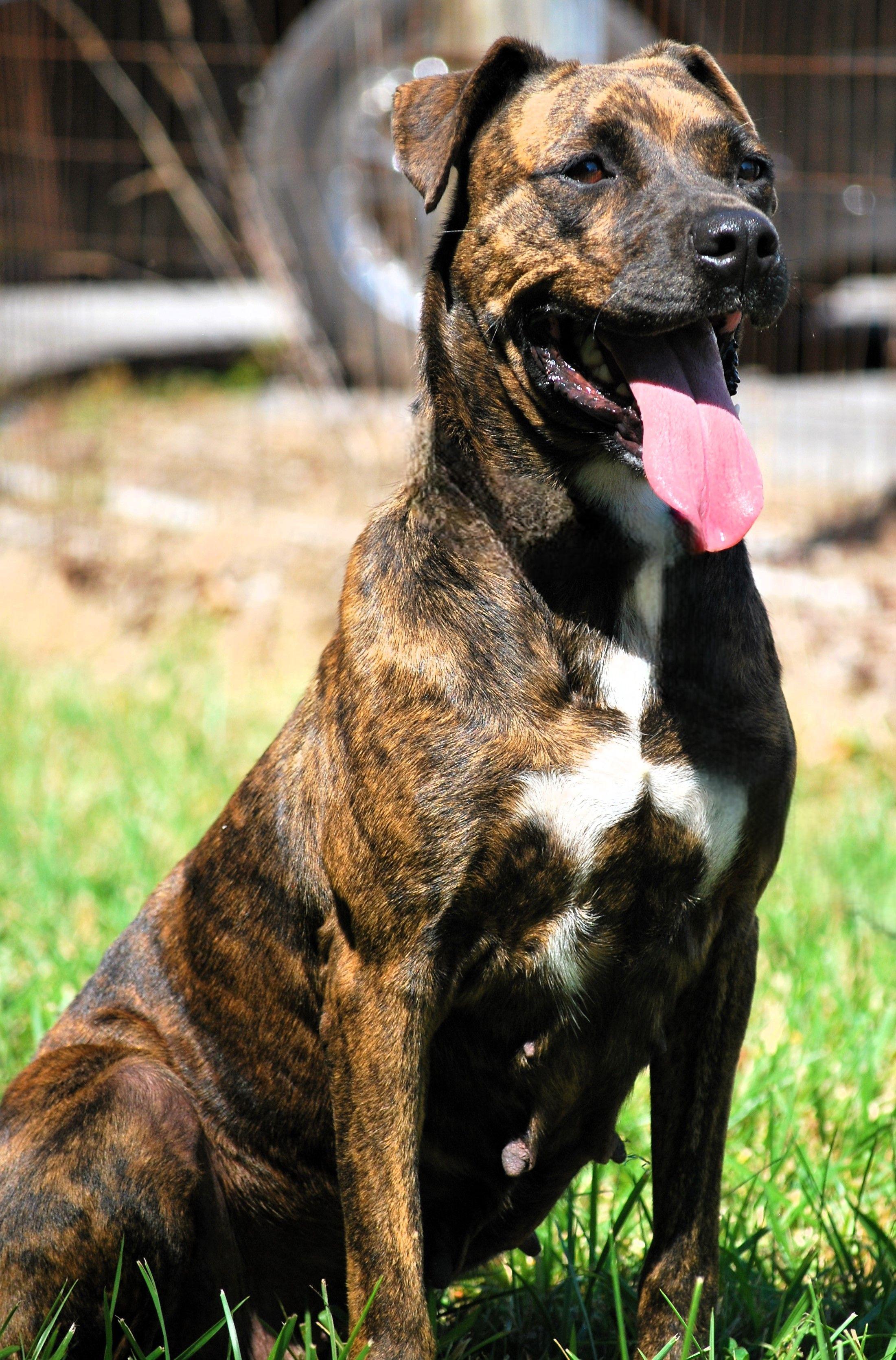 Darla, a Adoptable mixed breed in manchester, TN image 3/4
