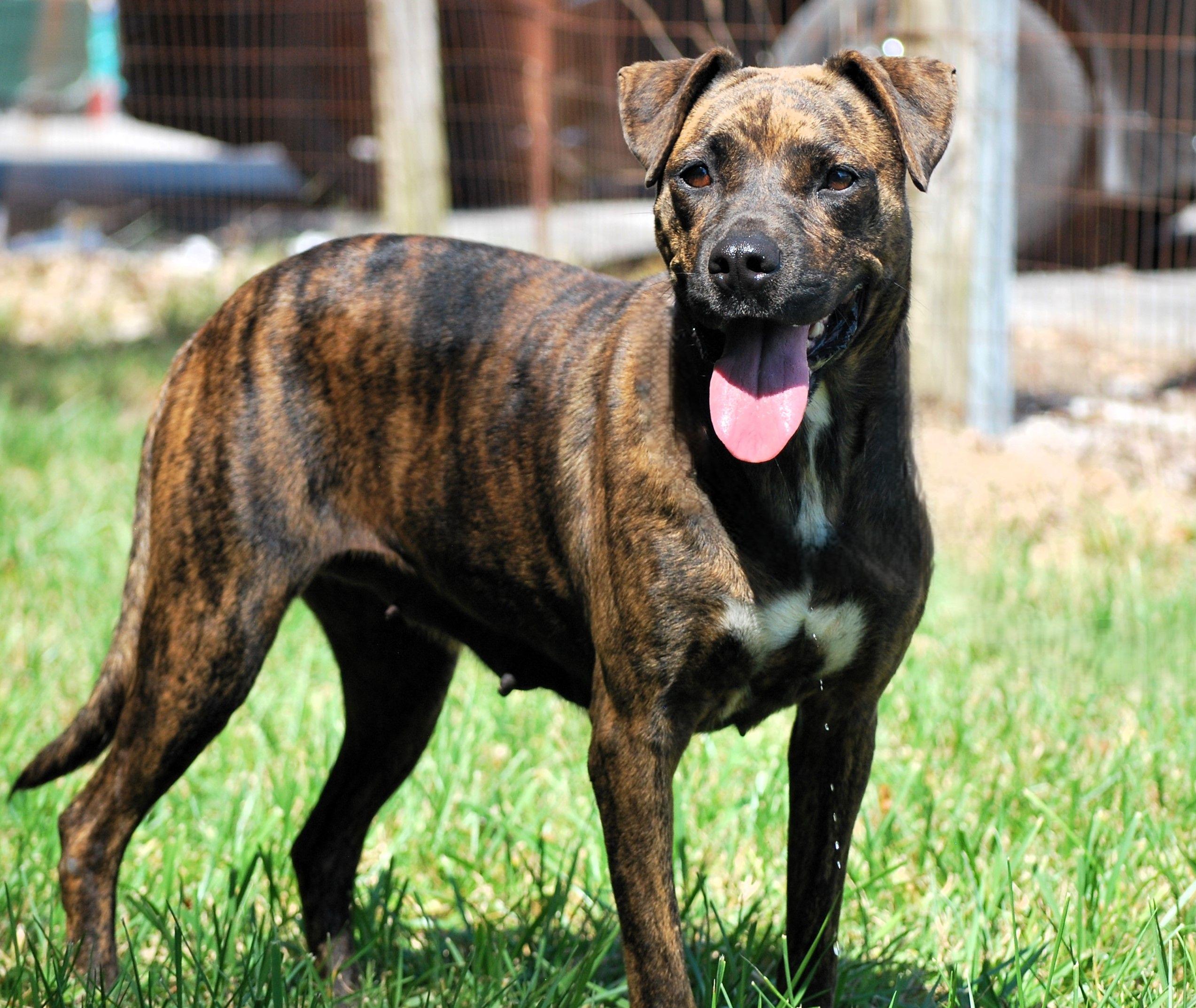 Darla, a Adoptable mixed breed in manchester, TN image 4/4