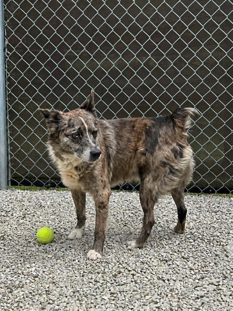 Enlarge ACE, a Adoptable mixed breed in Cookeville, TN image 1/1
