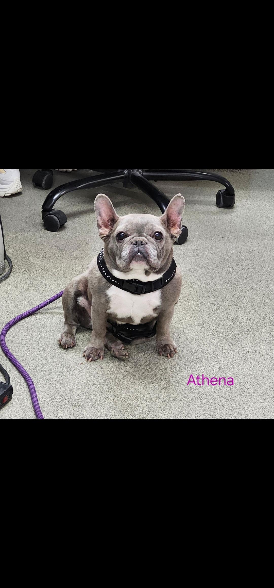 Athena, Adopted, Young Female French Bulldog.