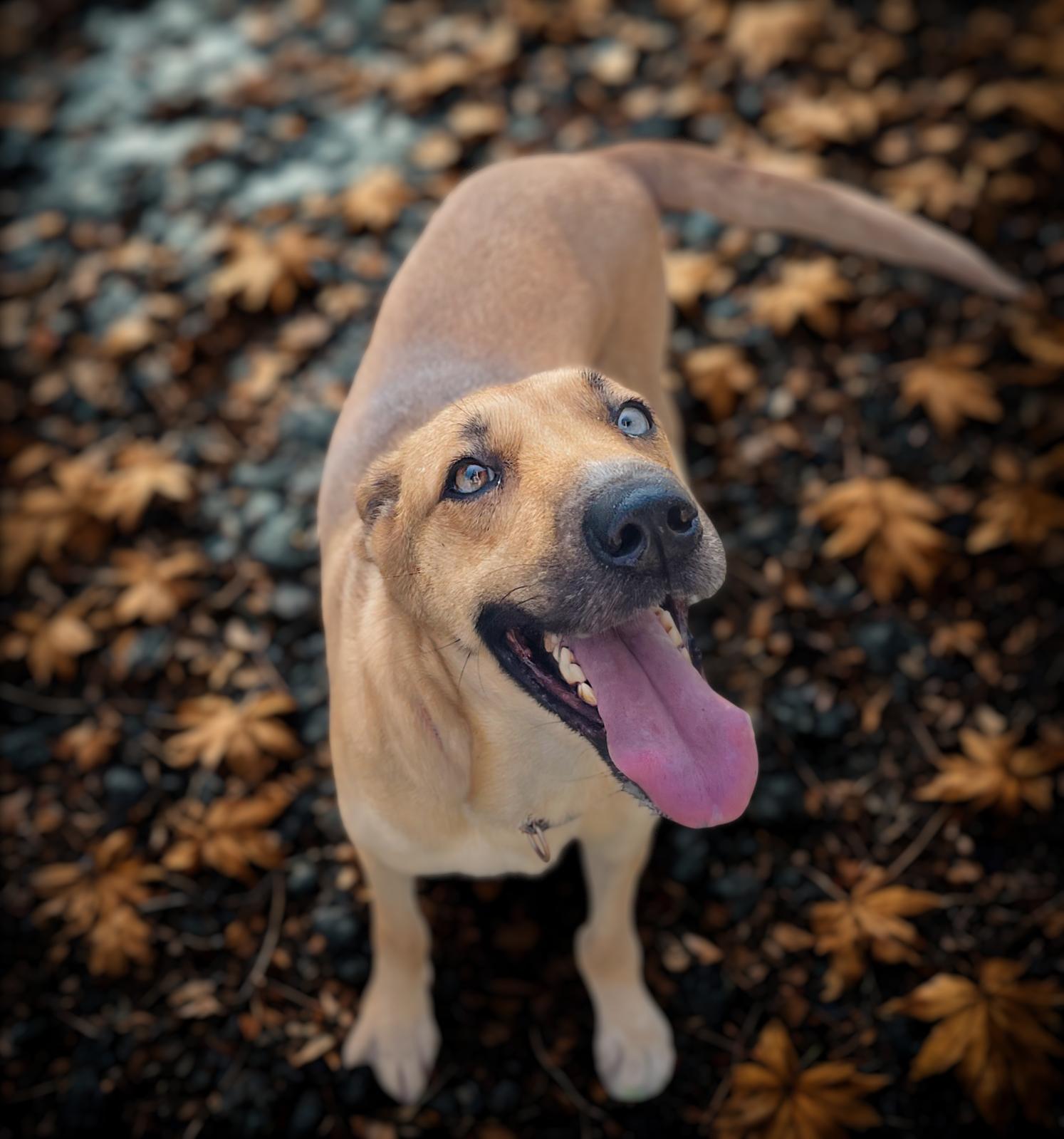 Enlarge Jewel, a Adoptable mixed breed in Seabrook, TX image 1/5