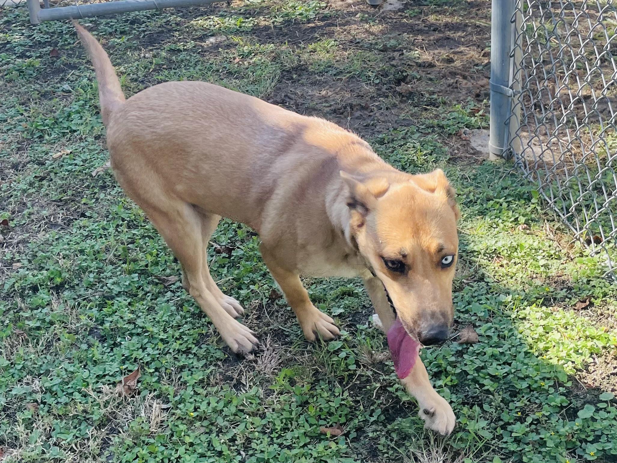 Enlarge Jewel, a Adoptable mixed breed in Seabrook, TX image 3/5