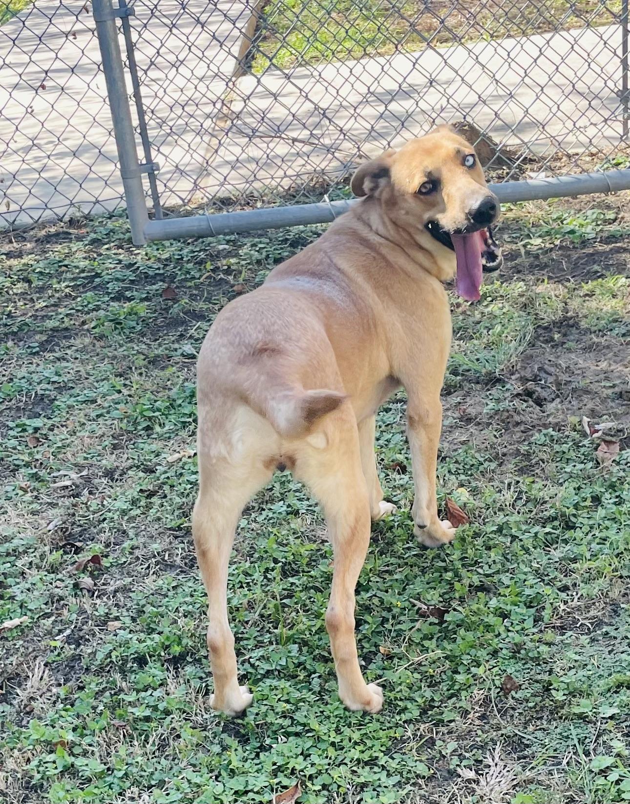 Enlarge Jewel, a Adoptable mixed breed in Seabrook, TX image 2/5