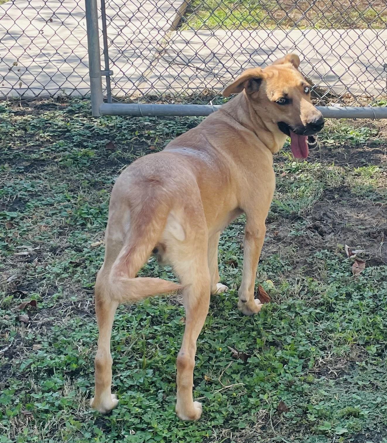 Enlarge Jewel, a Adoptable mixed breed in Seabrook, TX image 4/5